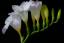 Freesia ծաղիկների | ծաղկեպսակների առաքում Երևան