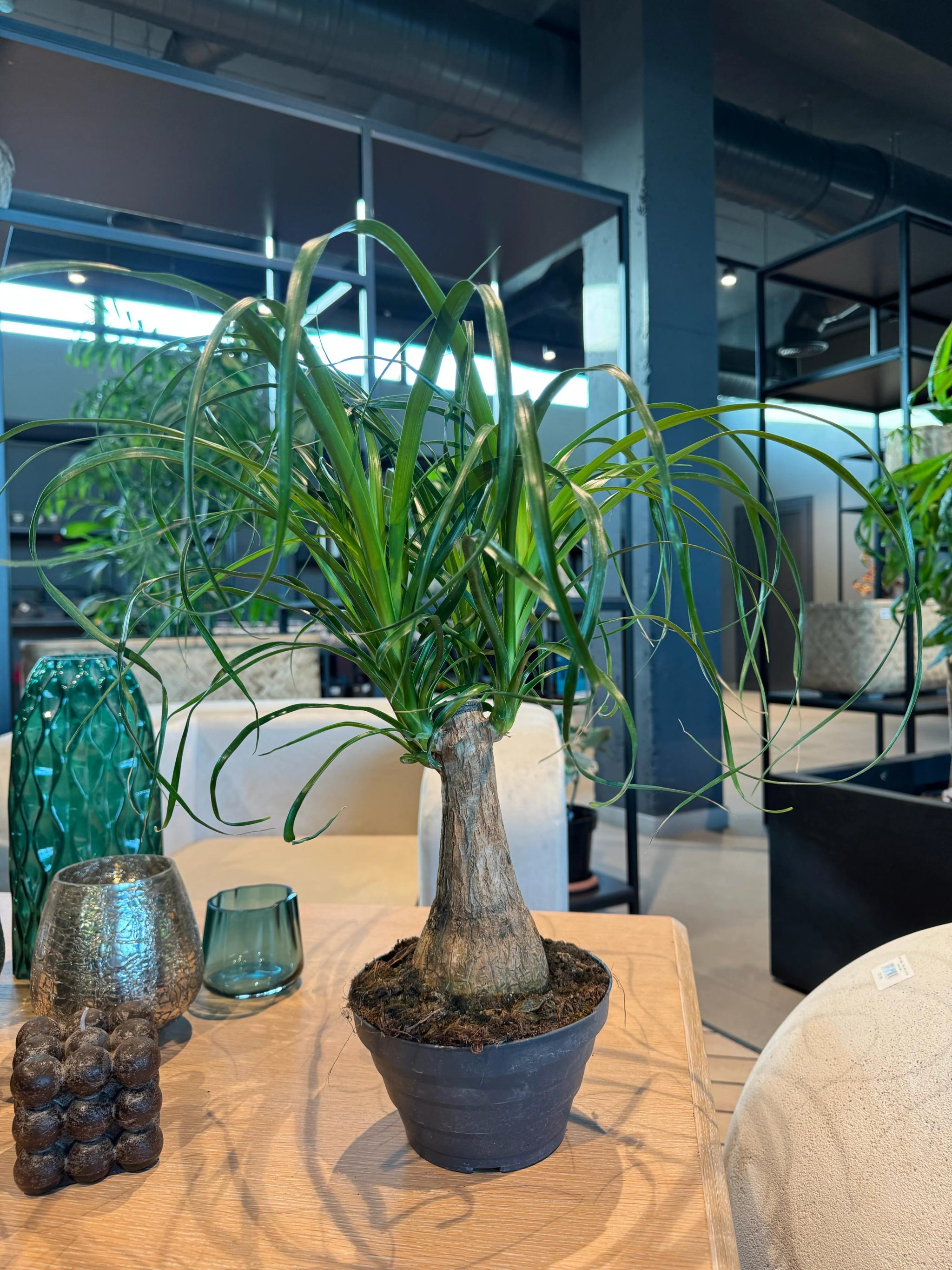 Bonsai (Նոլինա) | ծաղիկներ, ծաղկեպսակներ, բույսեր Երևան