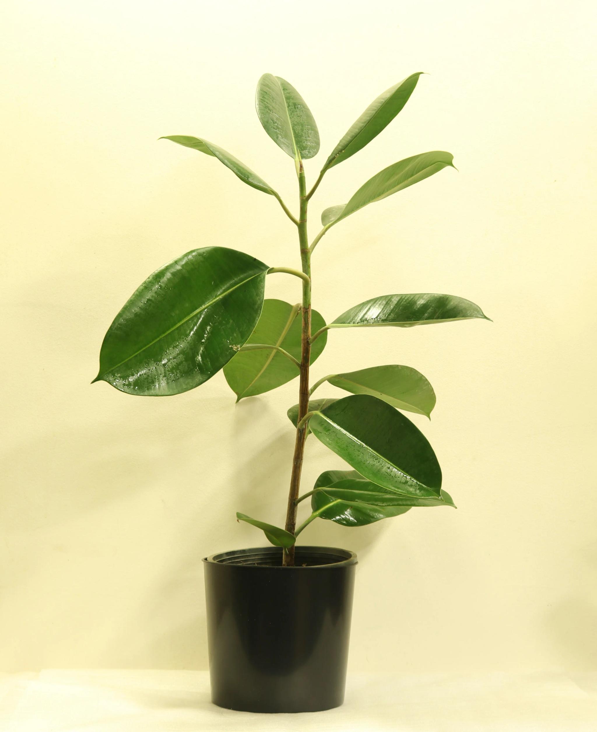 Фикус эластичный | ծաղիկներ, ծաղկեպսակներ, բույսեր Երևան