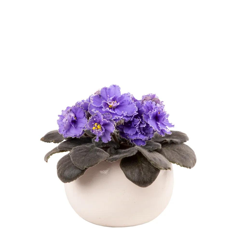 Violet | ծաղիկներ, ծաղկեպսակներ, բույսեր Երևան