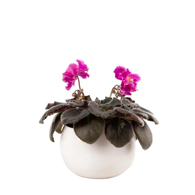 Մանուշակ | ծաղիկներ, ծաղկեպսակներ, բույսեր - առաքում Երևան
