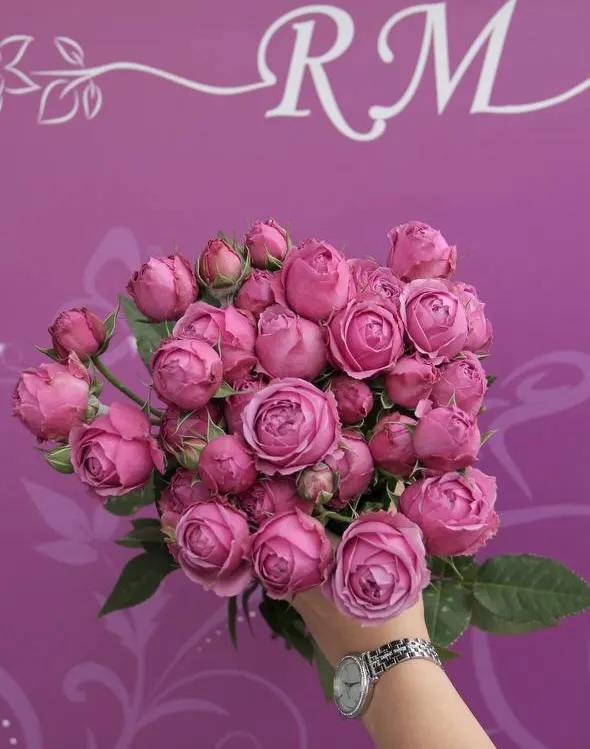 Pink peonies | ծաղիկներ, ծաղկեպսակներ, բույսեր Երևան